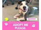 Adopt QUEENIE a Pit Bull Terrier