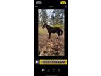 Tennessee Walker gelding 10 yr old 15.1 hands