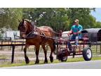 Friesian Draft Cross Gelding-English-Western-Jumps-Drives