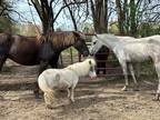 Miniature Mare paint