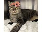 Adopt Wynona a Domestic Short Hair