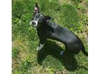 Adopt Trixie a Boston Terrier