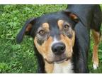 Adopt Jett a German Shepherd Dog, Australian Shepherd
