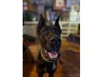 Adopt Shenzi a Great Dane