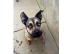 Adopt Tesla a Husky, Belgian Shepherd / Malinois