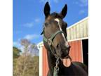 Adopt Bisa - Starship Sparkle a Quarterhorse