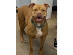 Adopt Iris a Pit Bull Terrier
