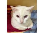 Adopt Punky a Siamese, Domestic Short Hair