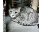 Adopt Holly (23-873) a Tabby
