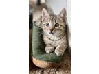 Adopt Gnocchi a Tabby