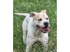 Adopt BABY a American Staffordshire Terrier