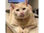 Adopt Elsa Mijo (declawed) a Domestic Short Hair