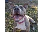 Adopt Squeaks a Pit Bull Terrier