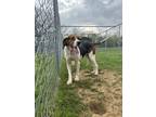 Adopt Patty a Treeing Walker Coonhound