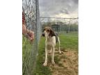 Adopt Petunia a Treeing Walker Coonhound