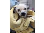 Adopt Pearl a Cairn Terrier, West Highland White Terrier / Westie