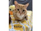 Adopt Bertie a Domestic Medium Hair