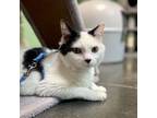 Adopt Hannah a Domestic Short Hair