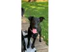Adopt Eye a Labrador Retriever