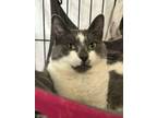 Adopt Spector a Domestic Short Hair
