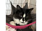 Adopt Phantom a Domestic Long Hair