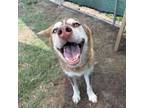 Adopt London a Husky