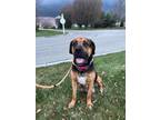 Adopt Ares a Mastiff, Mixed Breed