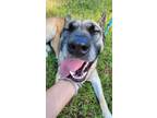 Adopt China a Akita, Shepherd