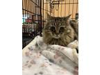 Adopt Emmy a Domestic Short Hair