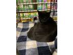Adopt Sweetie a Domestic Short Hair