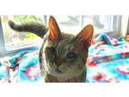 Adopt Nutmeg 2024 a Tabby