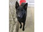 Adopt Shawn a Belgian Shepherd / Malinois