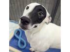 Adopt Patches a Bull Terrier