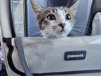 Adopt Clarabelle (avail pre-adoption) a Tabby, Domestic Short Hair