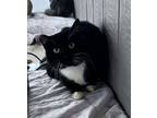 Adopt Sosa a Domestic Medium Hair