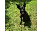Adopt Rainbow a Carolina Dog, German Shepherd Dog