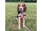 Adopt Portia a Beagle