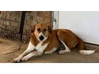 Adopt Sally a Australian Cattle Dog / Blue Heeler