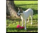 Adopt Scarlett a Australian Cattle Dog / Blue Heeler