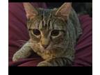 Adopt Cricket a Domestic Short Hair
