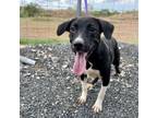 Adopt Cutie a Catahoula Leopard Dog