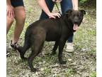 Adopt Opal a Labrador Retriever, Mixed Breed