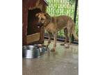 Adopt Josie a German Shepherd Dog, Labrador Retriever
