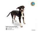 Adopt ROWDY a Husky, Mixed Breed