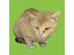 Adopt Chunky a Domestic Short Hair