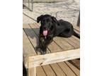 Adopt Buddy a Australian Cattle Dog / Blue Heeler