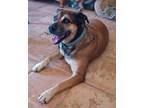 Adopt Loki a Black Mouth Cur