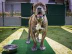 Adopt NORTH a Cane Corso