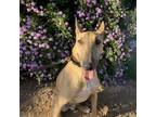 Adopt Dexter a Bull Terrier, Mixed Breed