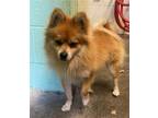 Adopt FOXY a Pomeranian